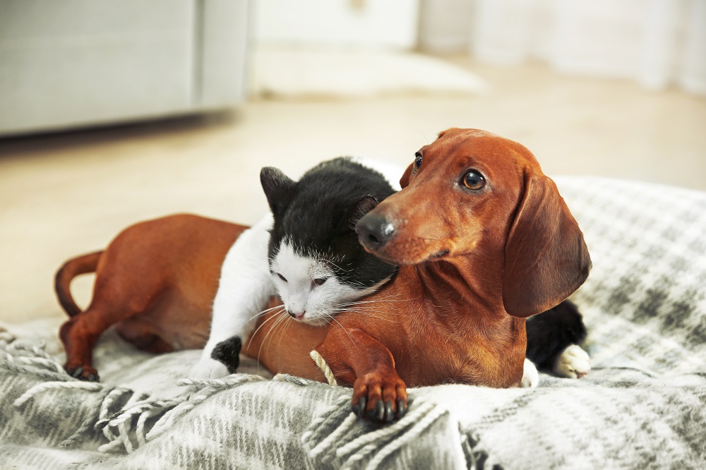 A black and white cat affectionately cuddling with a brown dachshund while lying on a soft, patterned blanket indoors – Mobile Vet Phoenix