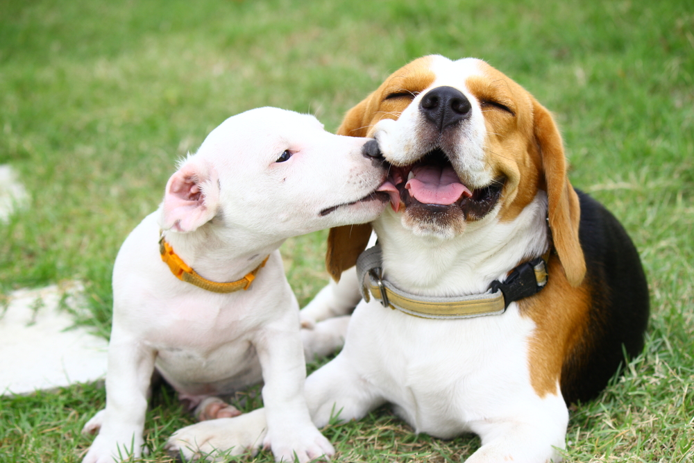 A white puppy with a yellow collar affectionately licking the face of a relaxed beagle while both dogs sit on green grass – Mobile Vet Phoenix