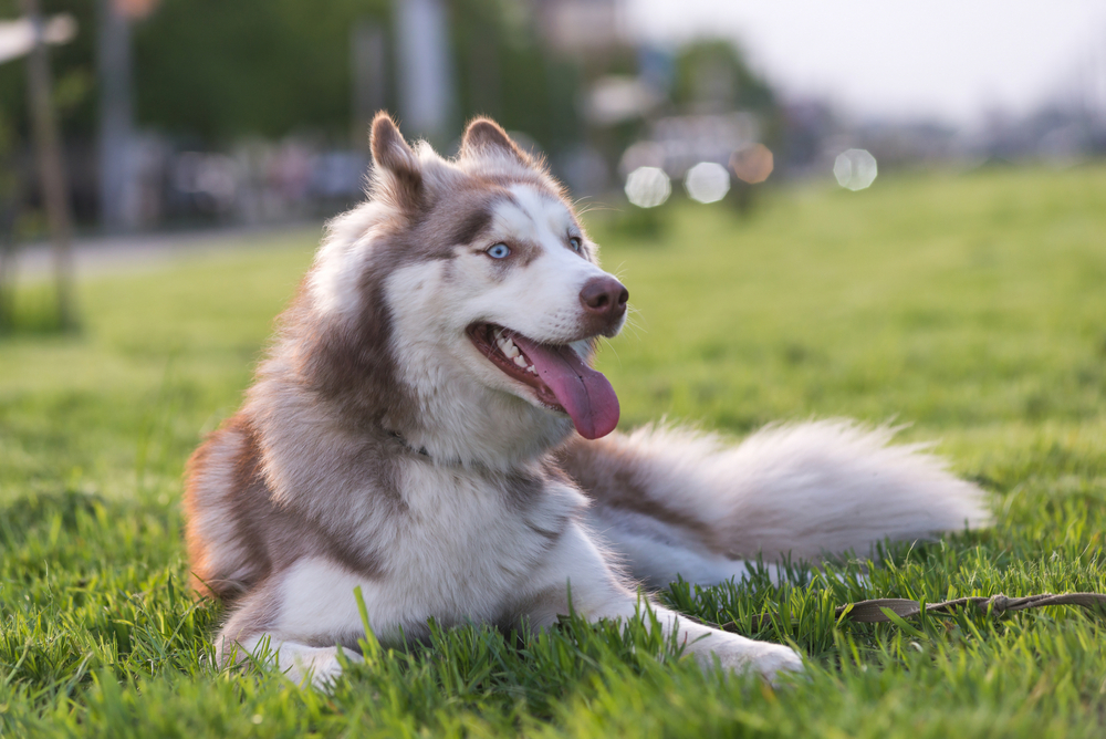 Microchip for pets in Mesa and Southeast Valley of Phoenix Microchip for pets in Mesa and Southeast Valley of Phoenix