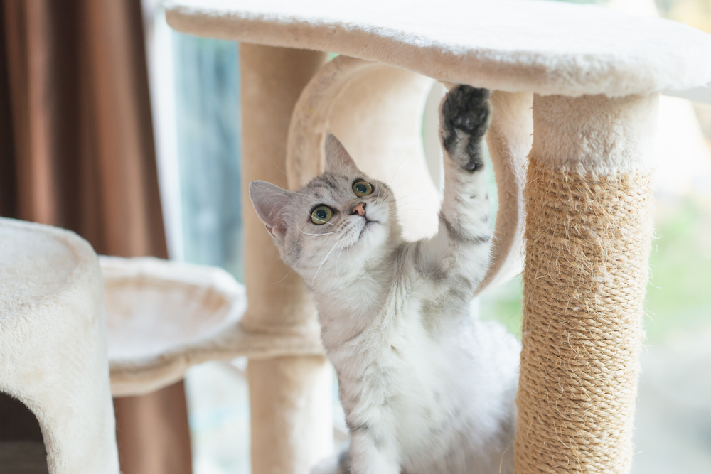 Pet Surgery in Mesa and Southeast Valley of Phoenix