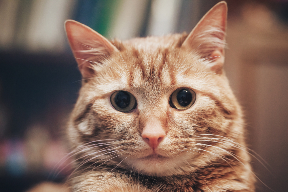 Pet Surgery in Mesa and Southeast Valley of Phoenix