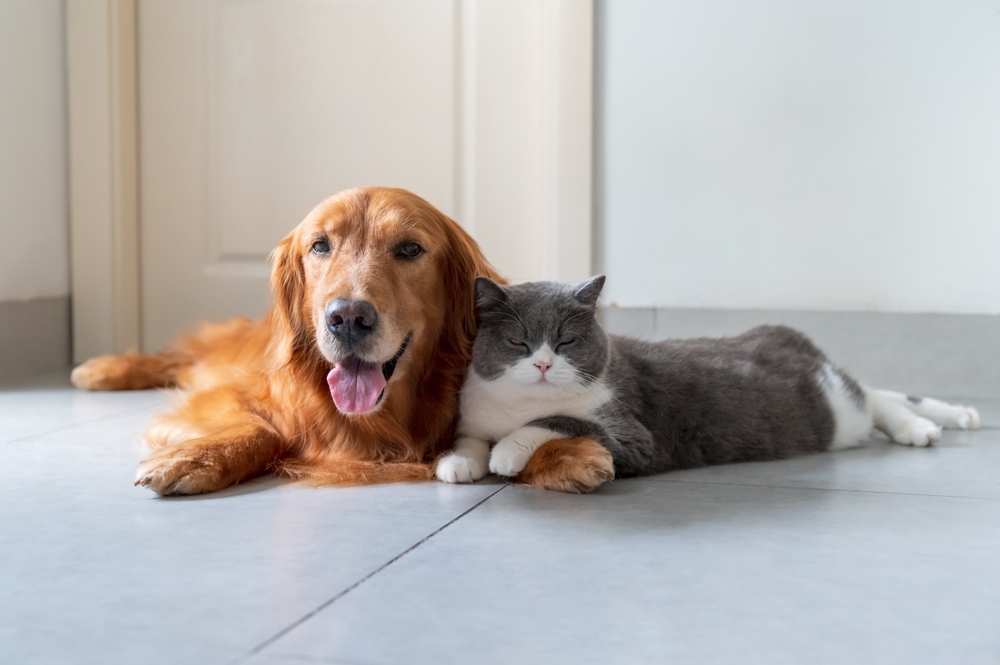 Pet Surgery in Mesa and Southeast Valley of Phoenix