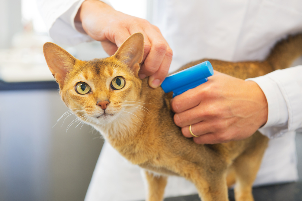 Pet Microchipping in Mesa and Southeast Valley of Phoenix Pet Microchipping in Mesa and Southeast Valley of Phoenix