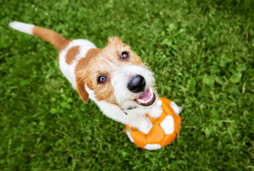 Pet Dentistry in Mesa and Southeast Valley of Phoenix