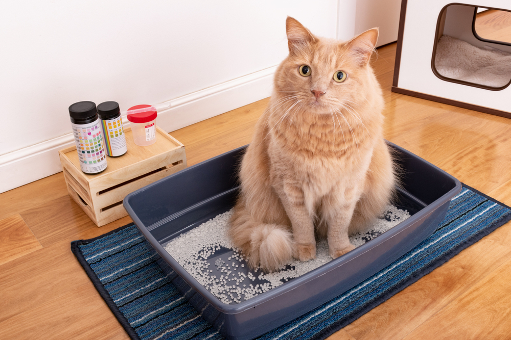 Bladder Stone Removal for Pets in Mesa and the Southeast Valley of Phoenix Bladder Stone Removal for Pets in Mesa and the Southeast Valley of Phoenix