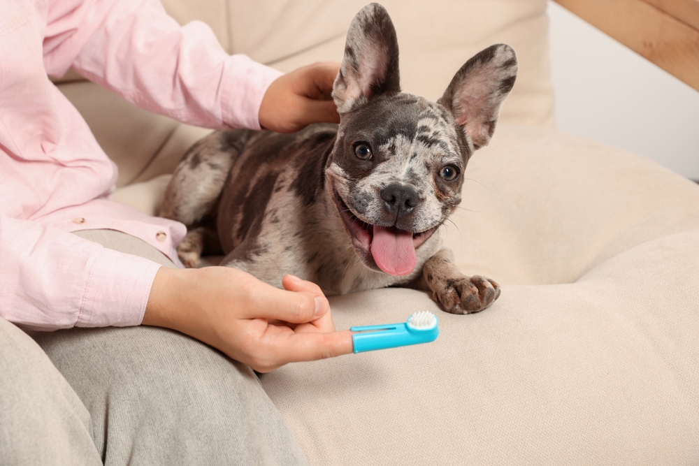Pet Dental Care in Mesa and Southeast Valley of Phoenix