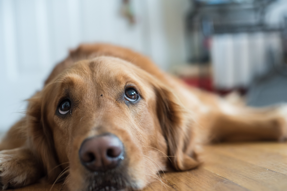 Bladder Stone Removal for Pets in Mesa and the Southeast Valley of Phoenix Bladder Stone Removal for Pets in Mesa and the Southeast Valley of Phoenix