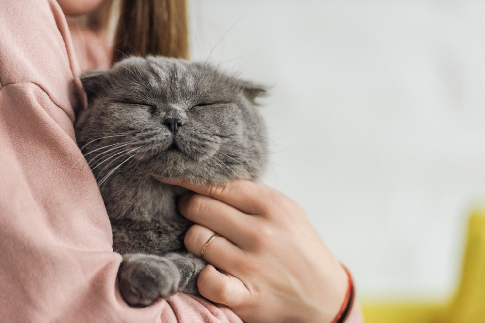 Pet Microchipping in Mesa and Southeast Valley of Phoenix Pet Microchipping in Mesa and Southeast Valley of Phoenix
