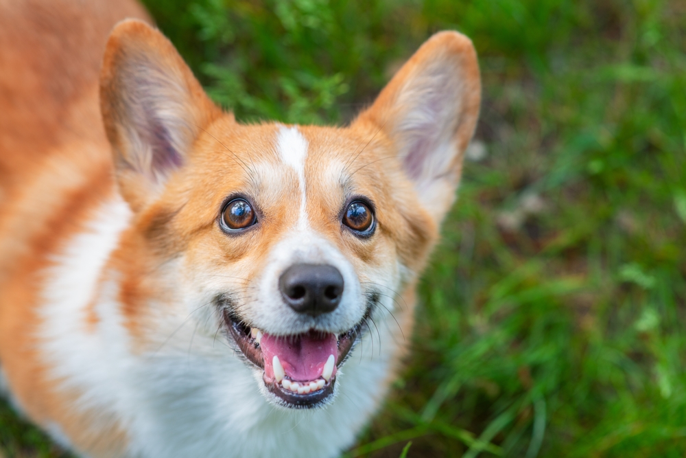 Pet Amputation in Mesa and the Entire Southeast Valley of Phoenix