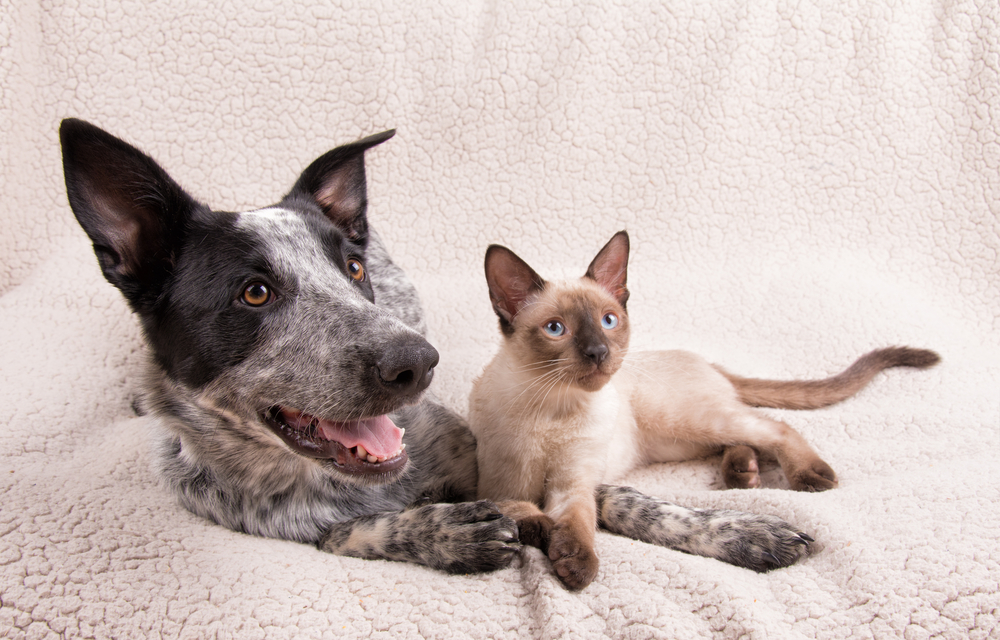 Surgical Removal for Pets in Mesa and Southeast Valley of Phoenix Surgical Removal for Pets in Mesa and Southeast Valley of Phoenix