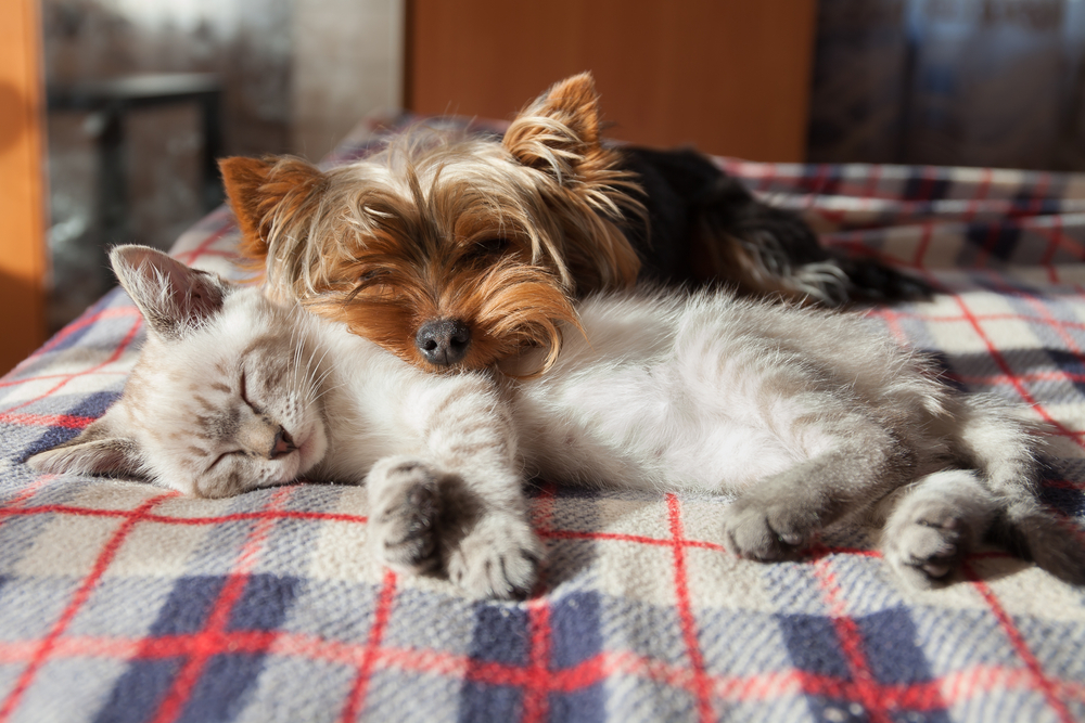 Pet Vaccines in Mesa and Southeast Valley of Phoenix Pet Vaccines in Mesa and Southeast Valley of Phoenix