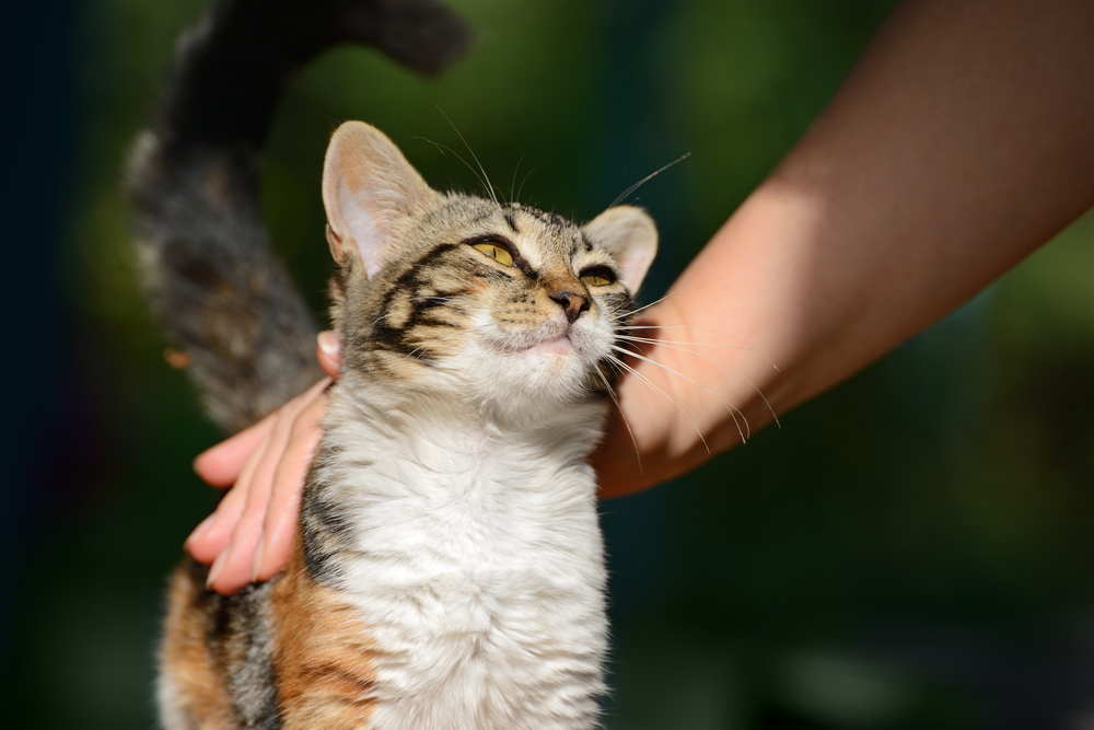 Surgery for Pets in Mesa and the Southeast Valley of Phoenix Surgery for Pets in Mesa and the Southeast Valley of Phoenix