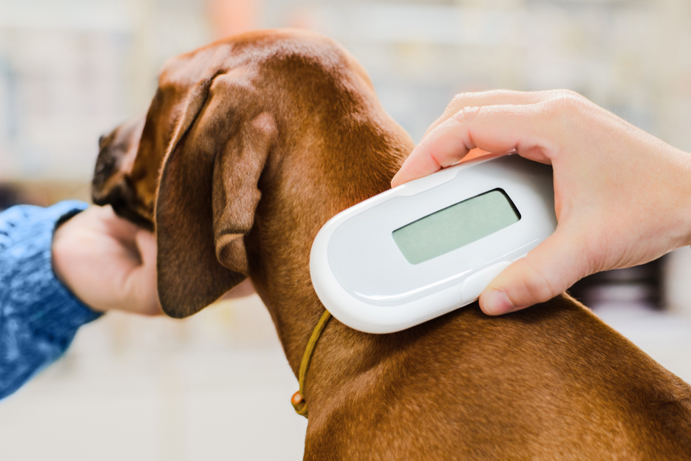 Pet Microchipping in Mesa and Southeast Valley of Phoenix Pet Microchipping in Mesa and Southeast Valley of Phoenix