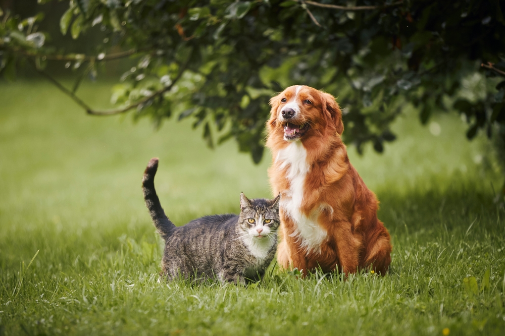 A friendly brown and white dog sitting beside a gray tabby cat on a grassy lawn under a tree, both looking alert and content – Mobile Vet Phoenix