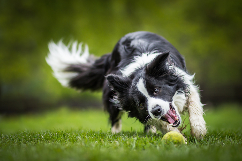 Energetic Border Collie Playing with Tennis Ball – Veterinarian Gilbert AZ A black and white Border Collie energetically playing with a tennis ball on a grassy field, with its body low and eyes focused in a playful stance – Veterinarian Gilbert AZ