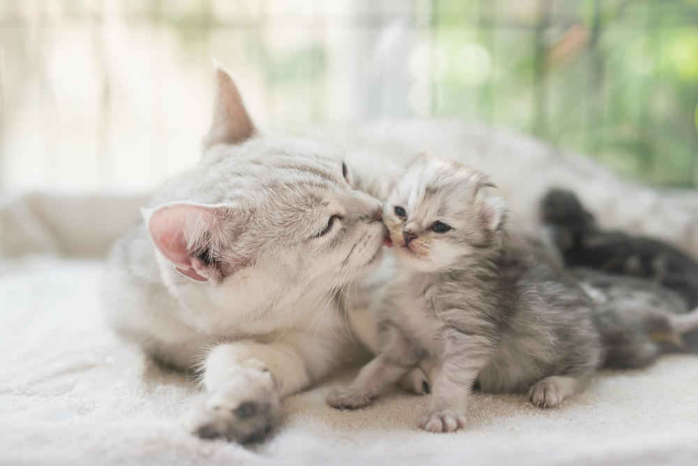 Mother Cat Nuzzling Her Kitten on Soft Blanket – Veterinarian Gilbert AZ A tender moment between a white mother cat and her small gray kitten as they nuzzle on a soft white blanket, with more kittens resting in the background – Veterinarian Gilbert AZ