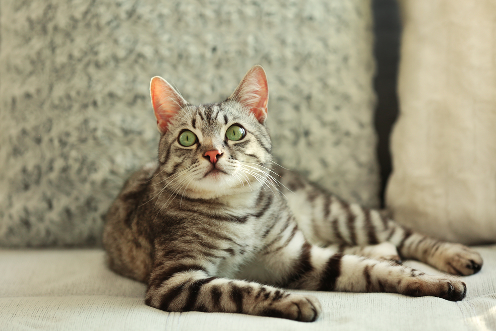 Striped Gray Tabby Cat Resting on Sofa – Veterinarian Chandler AZ A green-eyed gray tabby cat with black stripes lounging on a light-colored sofa, surrounded by fluffy textured pillows in a cozy indoor setting – Veterinarian Chandler AZ