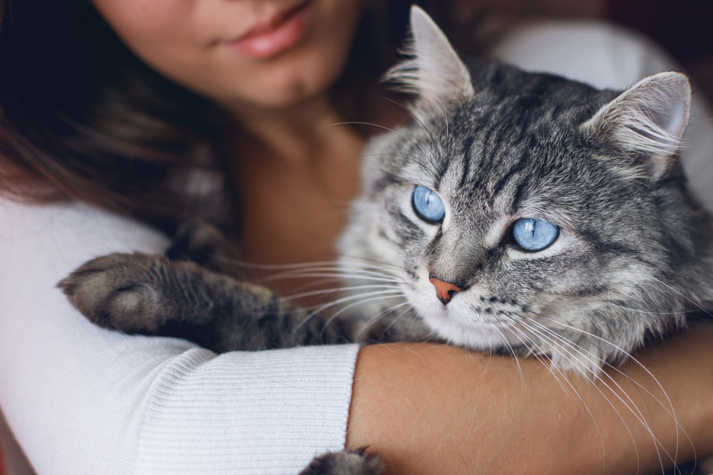 Woman Holding Blue-Eyed Gray Tabby Cat – Veterinarian Chandler AZ A close-up of a woman gently holding a fluffy gray tabby cat with striking blue eyes, both looking calm and comfortable indoors – Veterinarian Chandler AZ