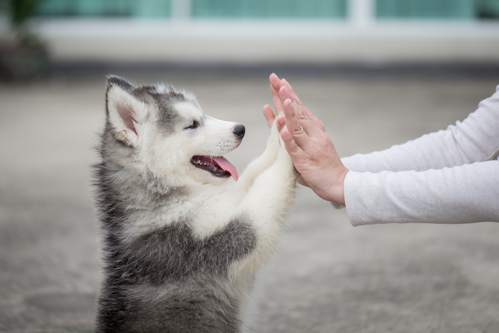 Husky Puppy Giving High-Five to Owner – Veterinarian Gilbert AZ A playful husky puppy with gray and white fur stands on its hind legs, giving a high-five to a person wearing a light sleeve, with its tongue out in excitement – Veterinarian Gilbert AZ