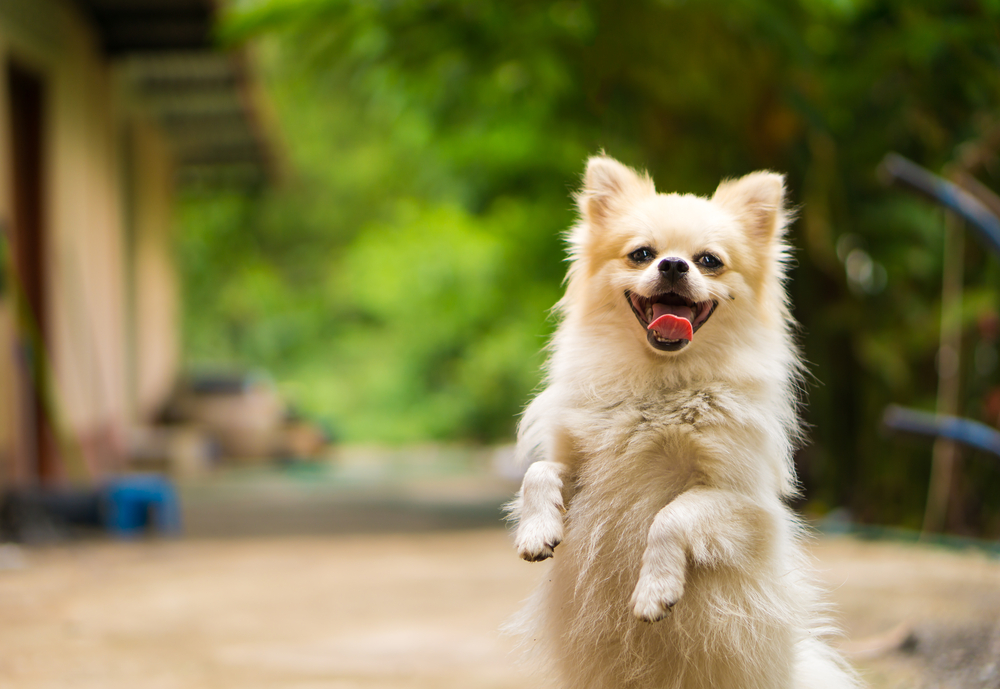 A fluffy white Pomeranian dog standing on its hind legs with a joyful expression, outdoors on a sunlit path with greenery in the background – Veterinarian Maricopa AZ