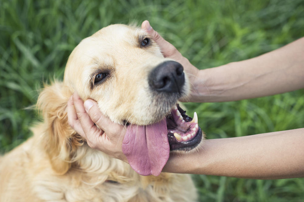 Golden Retriever Receiving Affection Outdoors – Veterinarian Chandler AZ A happy golden retriever with its tongue out being gently held and petted by a person's hands, sitting in a grassy outdoor area – Veterinarian Chandler AZ