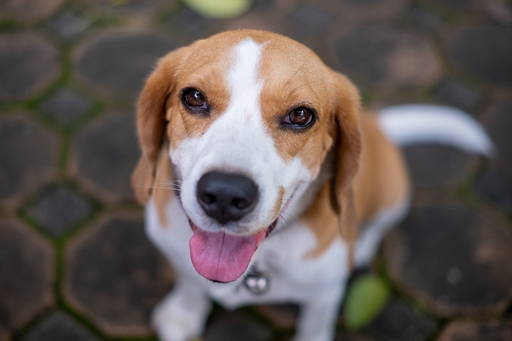 Smiling Beagle Sitting on Stone Pavement – Veterinarian Apache Junction AZ A happy beagle dog with its tongue out sitting on a stone-paved surface, looking up at the camera with bright eyes and a friendly expression – Veterinarian Apache Junction AZ