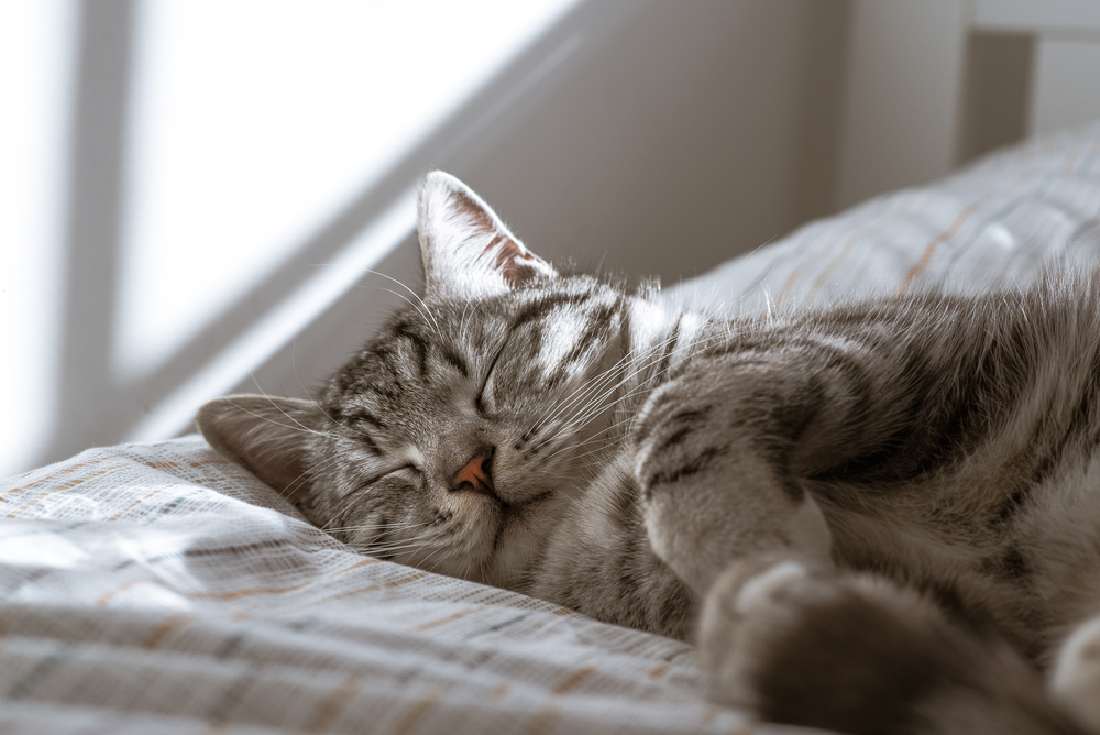A gray tabby cat curled up and sleeping on a striped bedspread, bathed in soft natural sunlight coming through a nearby window – Veterinarian Maricopa AZ