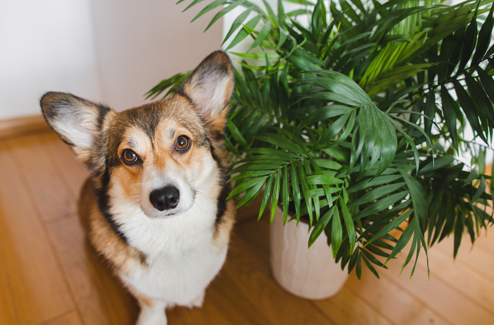 A curious corgi dog sitting on a wooden floor next to a lush green potted palm plant, looking up with alert eyes in a well-lit indoor space – Veterinarian Maricopa AZ