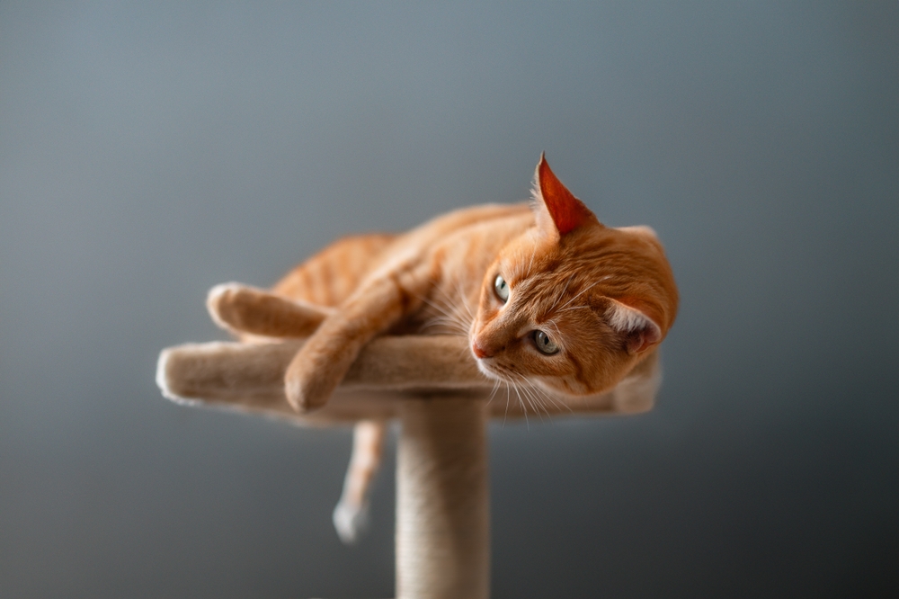 Orange Tabby Cat Resting on Cat Tree – Veterinarian Apache Junction AZ An orange tabby cat lounging comfortably on a beige cat tree perch against a soft gray background, looking off to the side – Veterinarian Apache Junction AZ