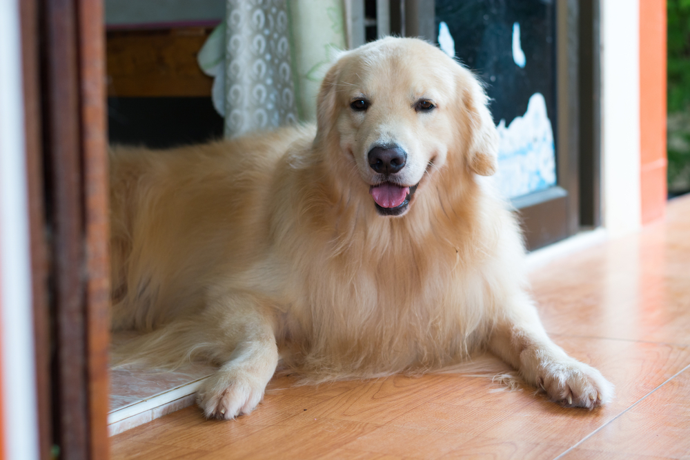 Golden Retriever Relaxing by Doorway – Veterinarian Chandler AZ A friendly golden retriever lying comfortably on a tiled floor near an open doorway, looking content with its tongue slightly out – Veterinarian Chandler AZ