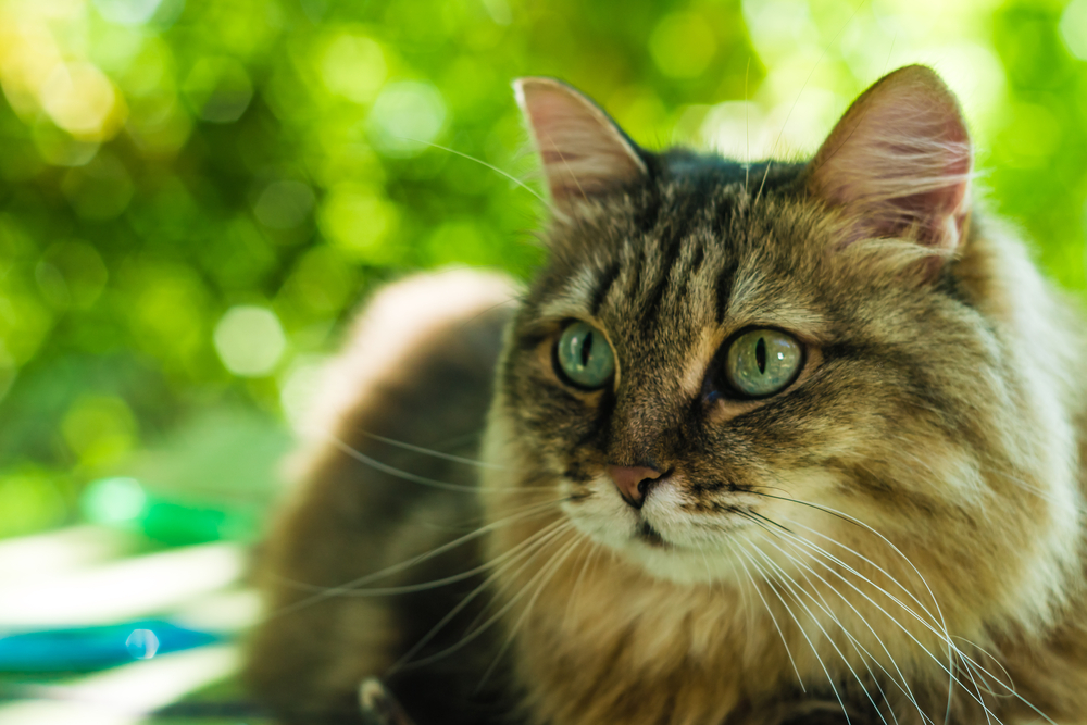 A long-haired tabby cat with green eyes lounging outdoors in natural light, surrounded by a soft-focus green background – Mobile Vet Phoenix