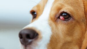What Causes Cherry Eye in Dogs?