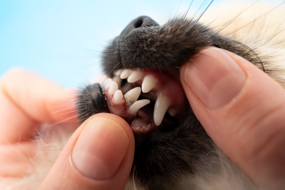 How long do dogs need pain meds after tooth extraction? 6 Factors that Affect Recovery Time